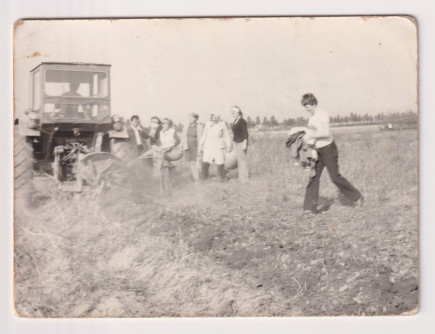 Tanév eleji pityóka szedés, 1978.